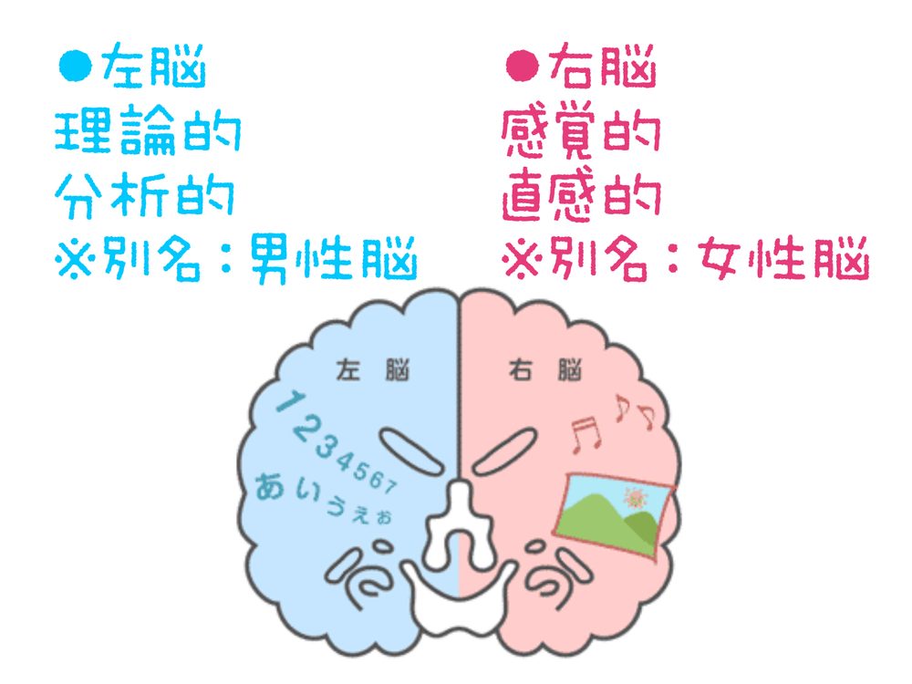 ●左脳 理論的 分析的 ※別名：男性脳 ●右脳 感覚的 直感的 ※別名：女性脳
